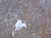 Kitchen Cabinet Sacramento greyish white granite in the middle of a block of stone decoration
